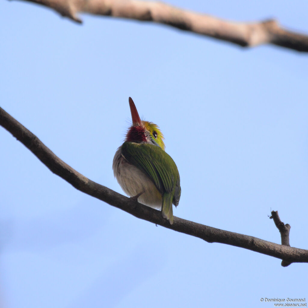 Todier de Cubaadulte, identification