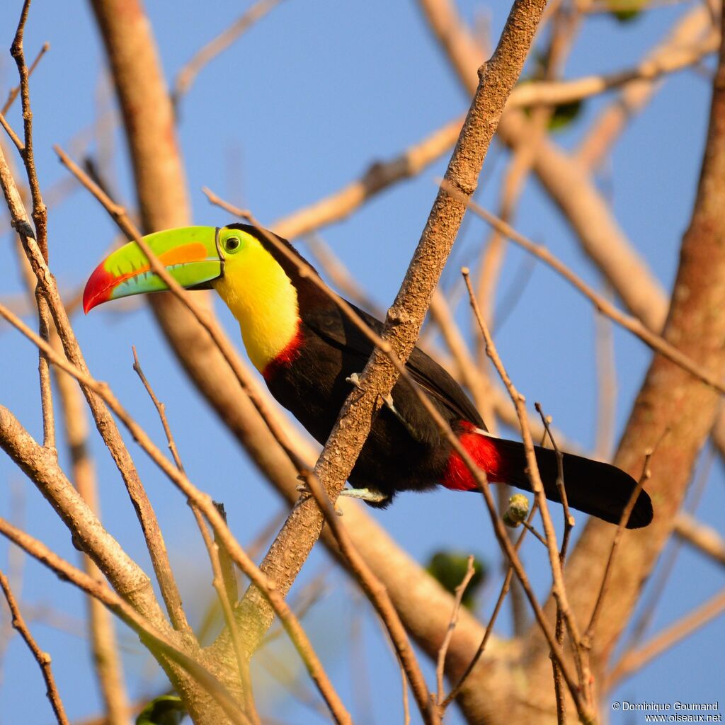 Keel-billed Toucanadult