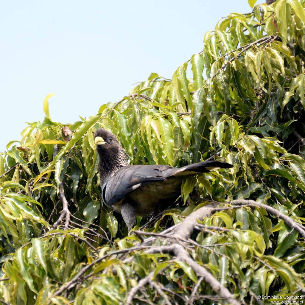 Touraco à queue barréeadulte, identification
