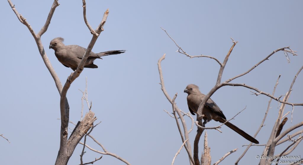 Grey Go-away-bird