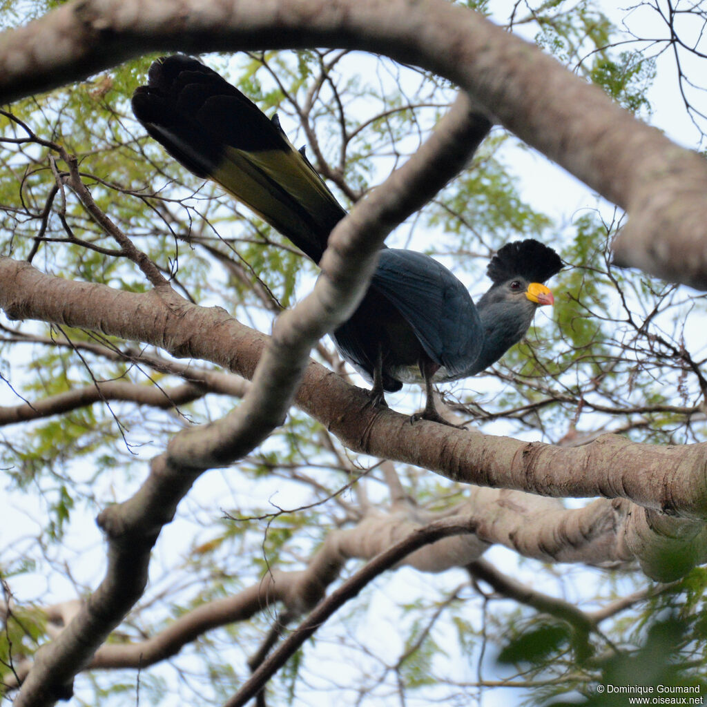 Touraco géantadulte, identification