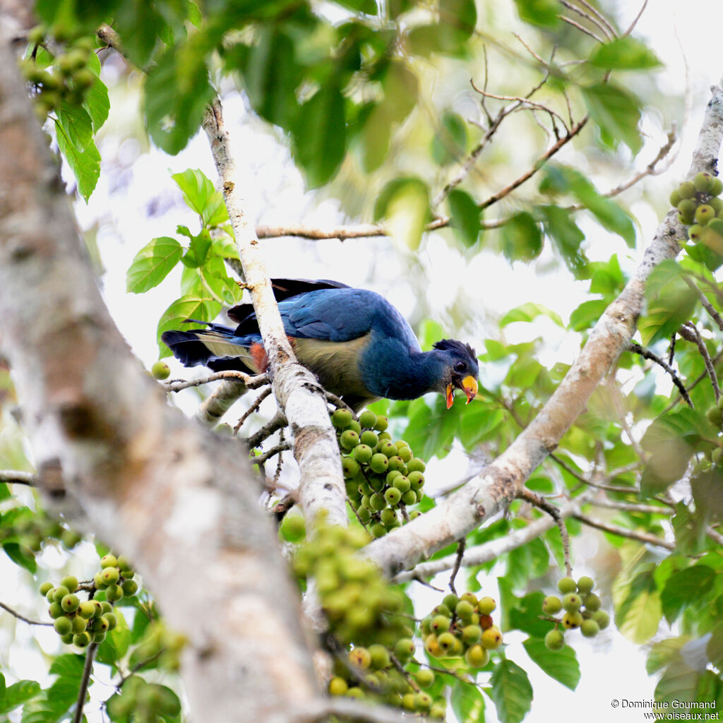 Touraco géantadulte, identification, mange