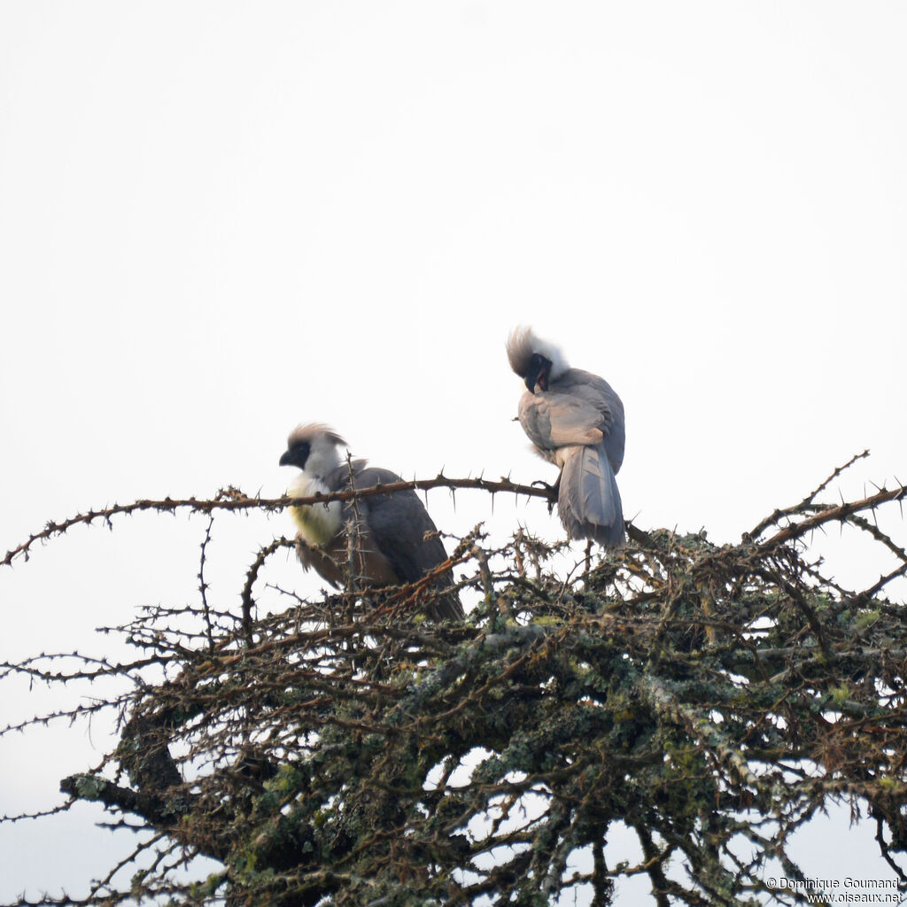 Bare-faced Go-away-birdadult