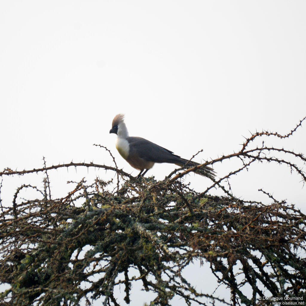 Bare-faced Go-away-birdadult, identification