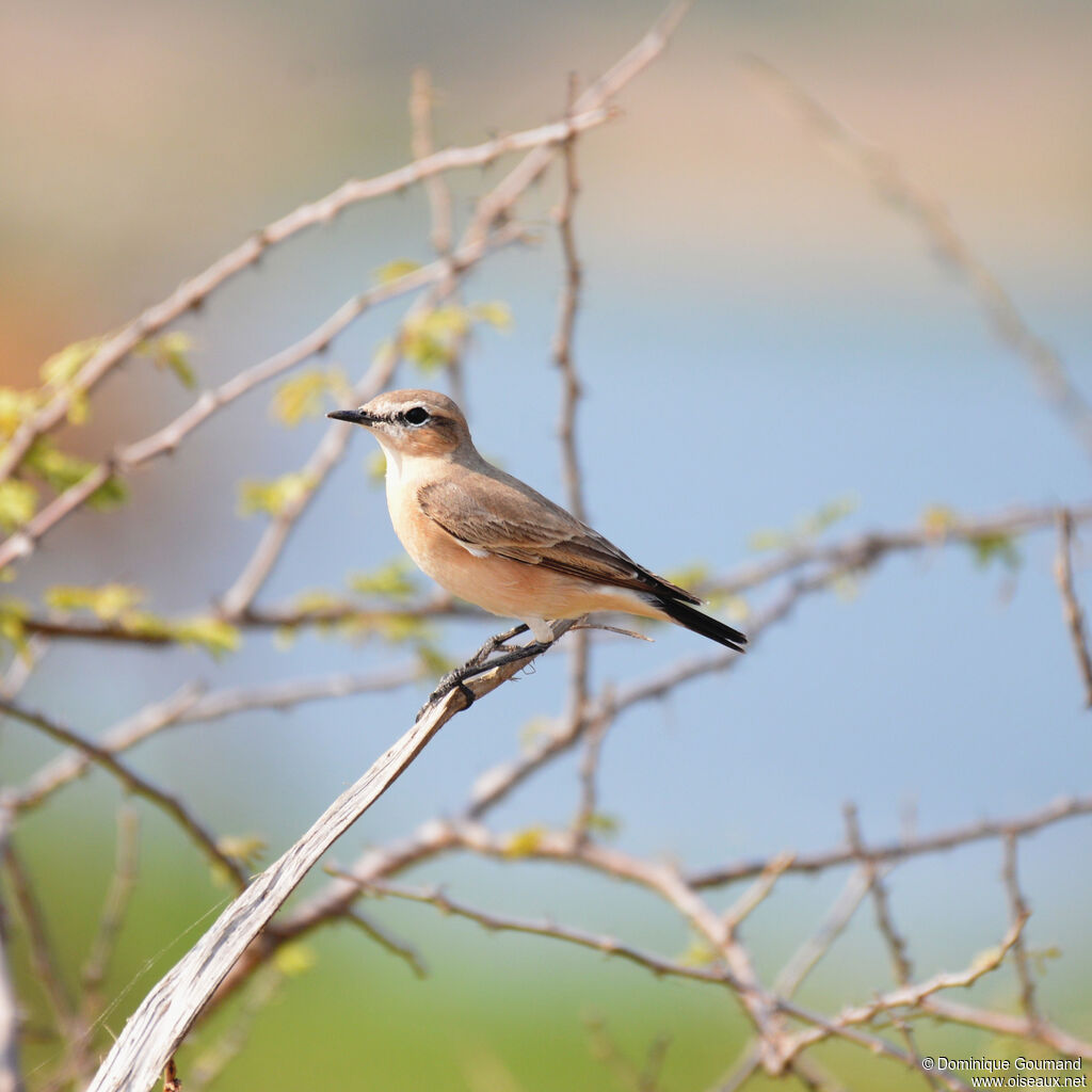 Traquet isabelleadulte, identification