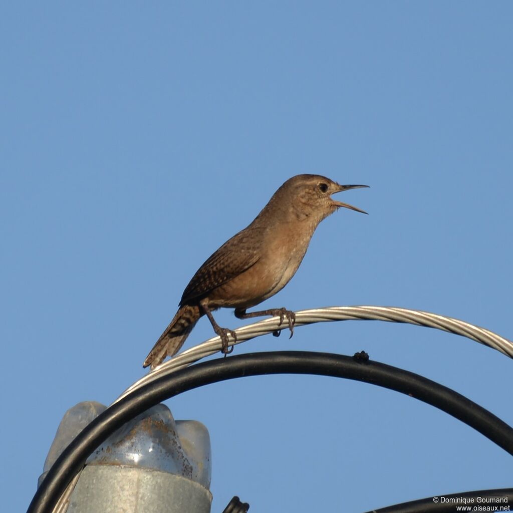 Southern House Wrenadult
