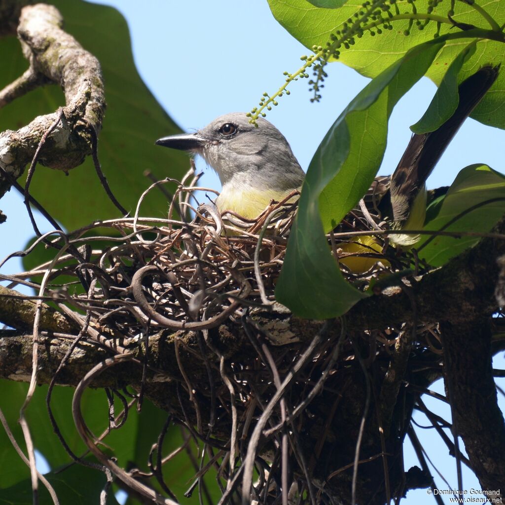 Tropical Kingbirdadult
