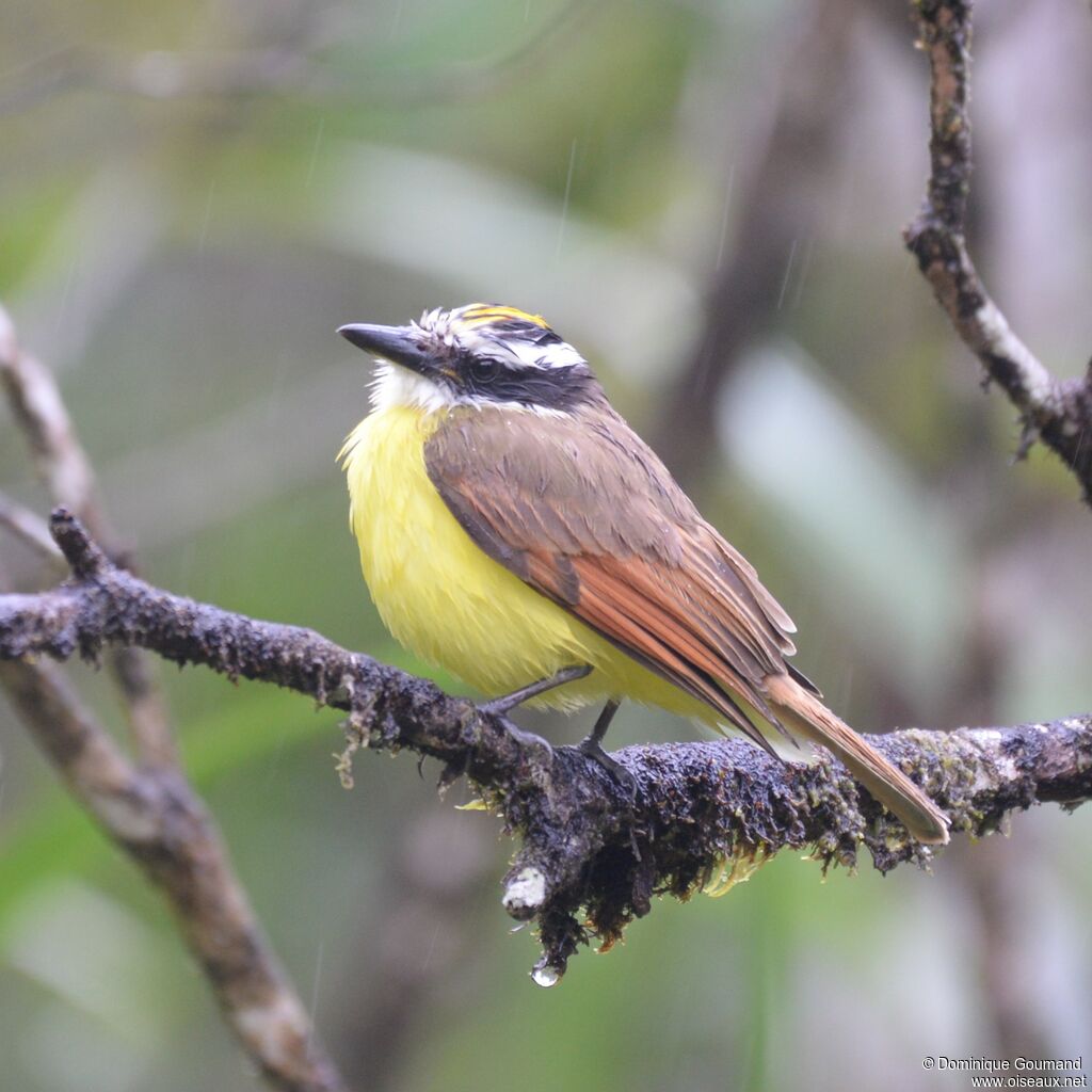 Great Kiskadee