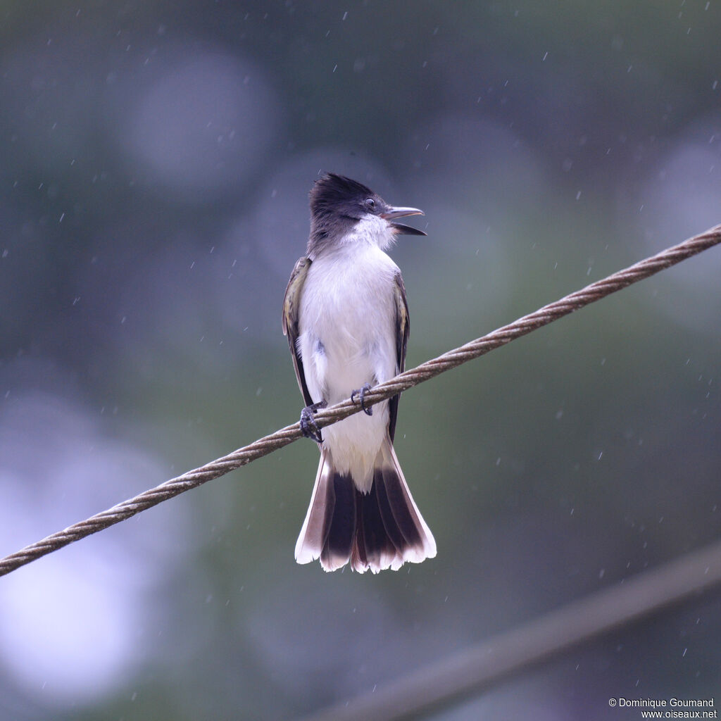 Tyran tête-policeadulte, identification