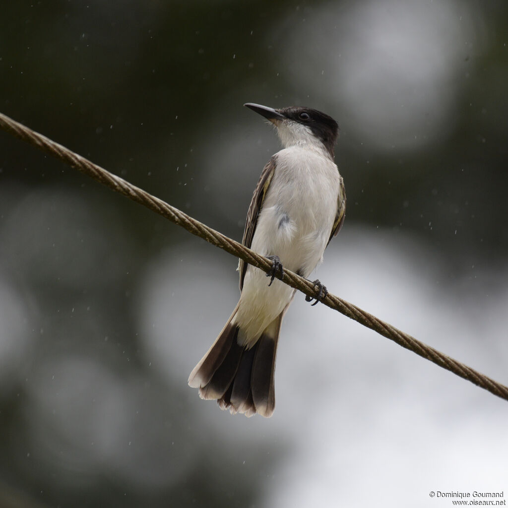 Tyran tête-policeadulte, identification