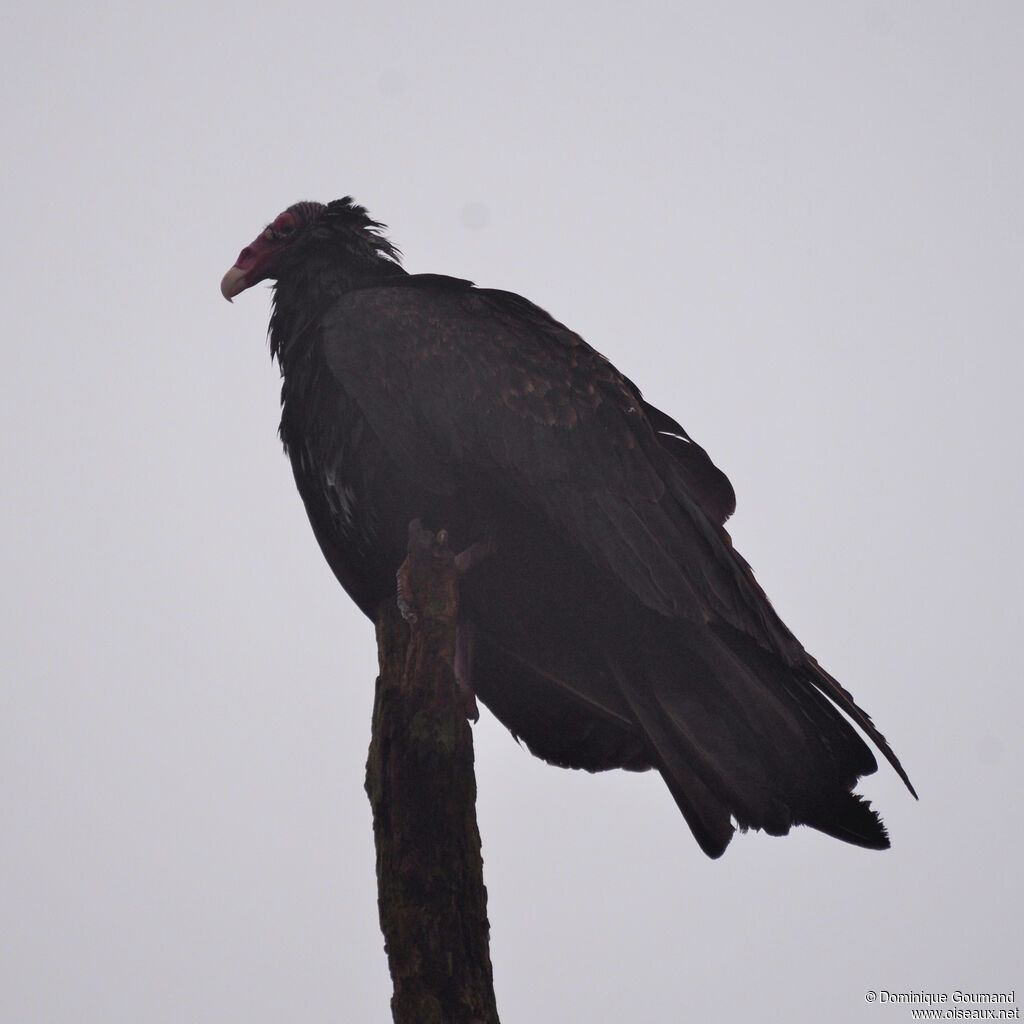 Urubu à tête rougeadulte