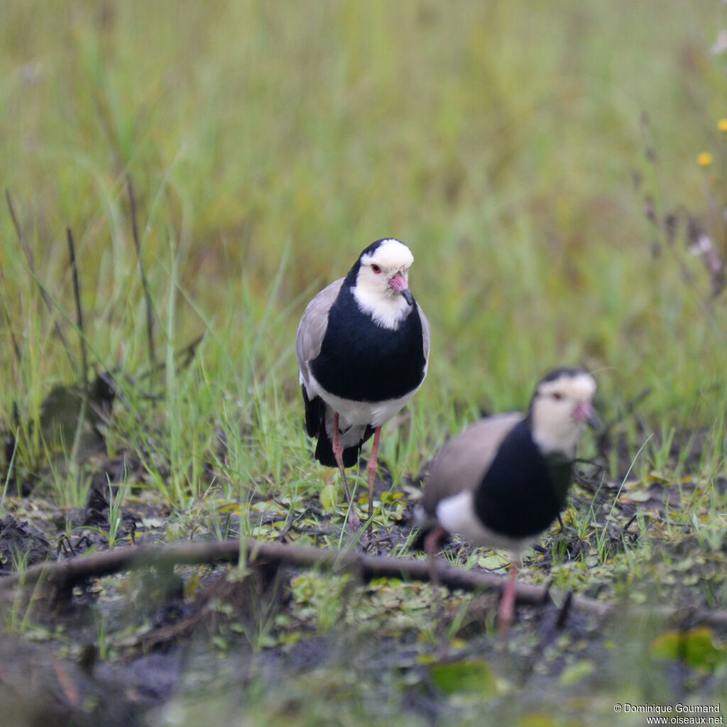 Long-toed Lapwingadult, identification