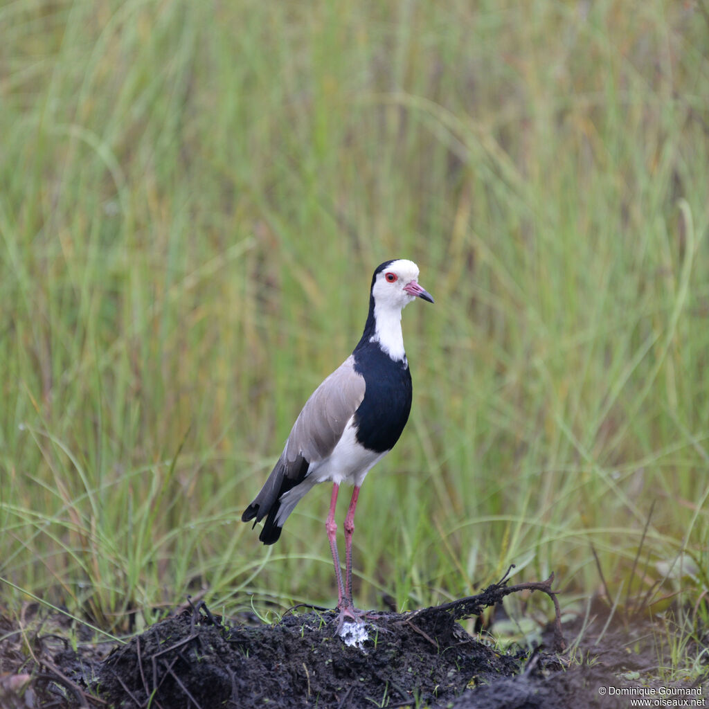 Long-toed Lapwingadult, identification