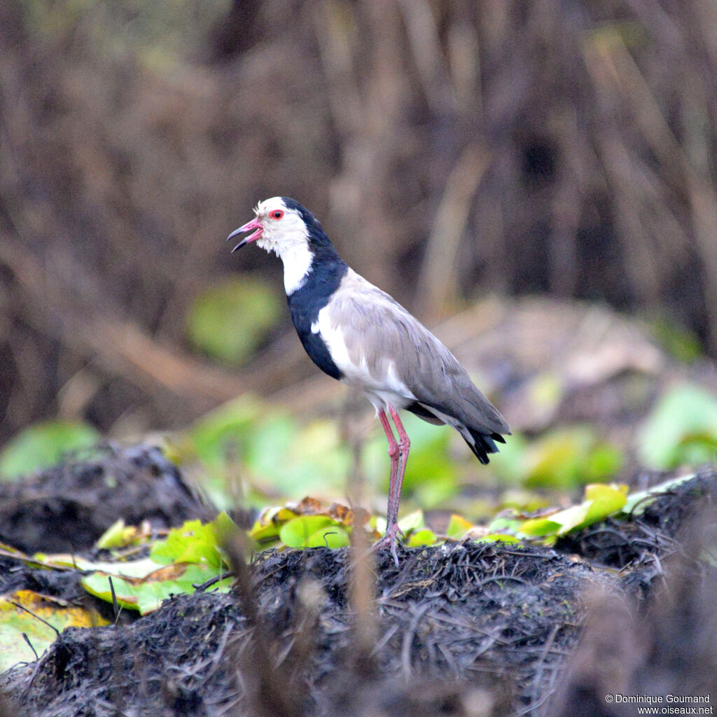 Long-toed Lapwingadult, identification