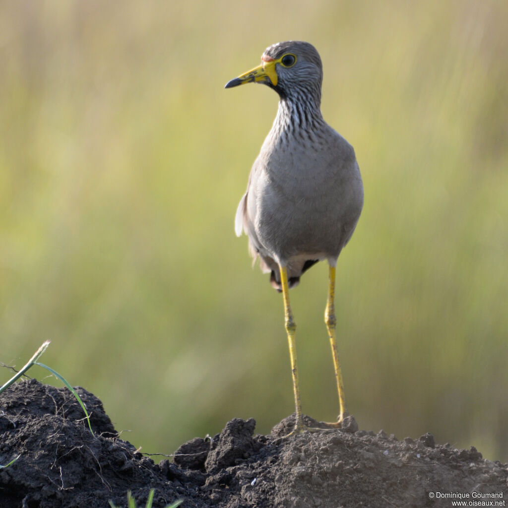 African Wattled Lapwingadult, identification