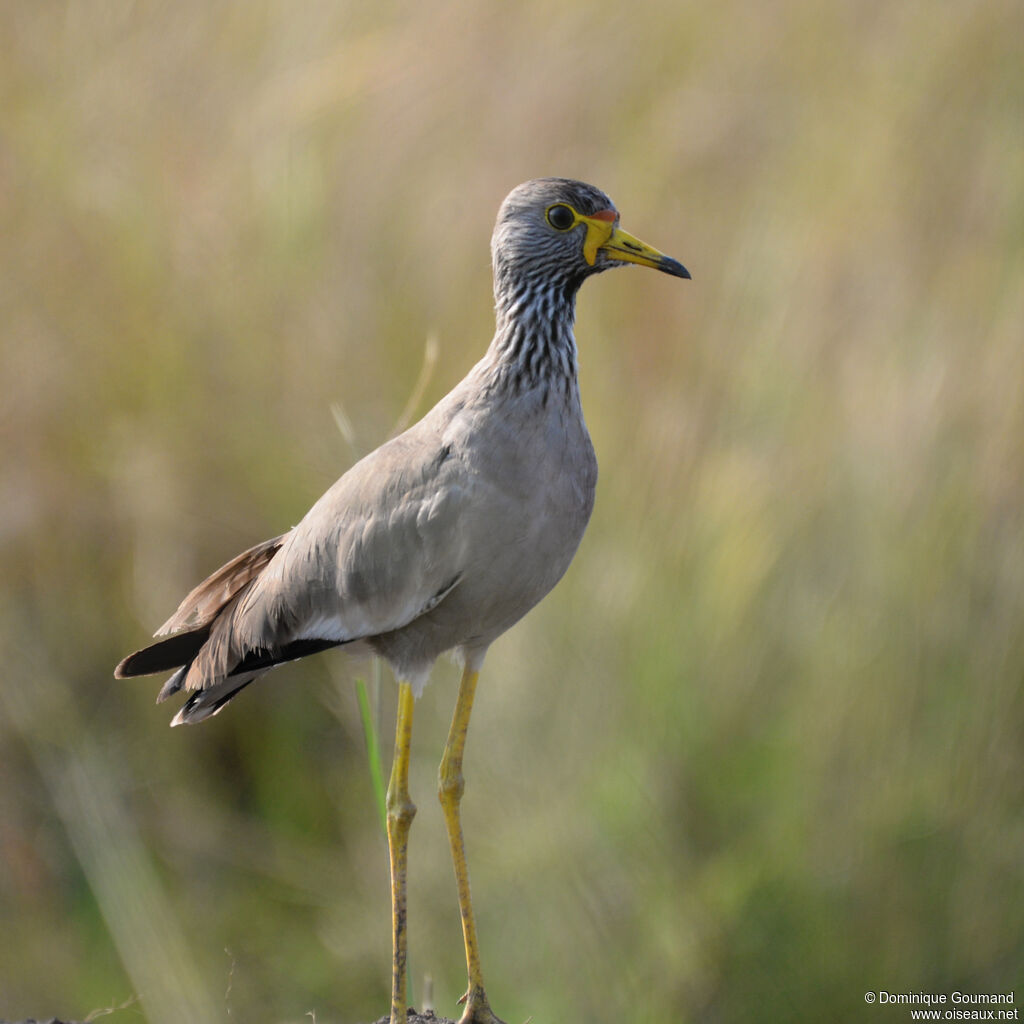 African Wattled Lapwingadult, close-up portrait