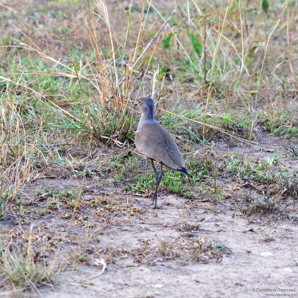 Vanneau terneadulte, identification