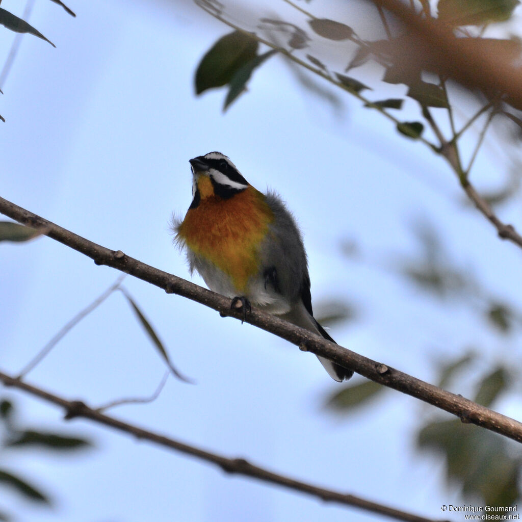 Western Spindalis