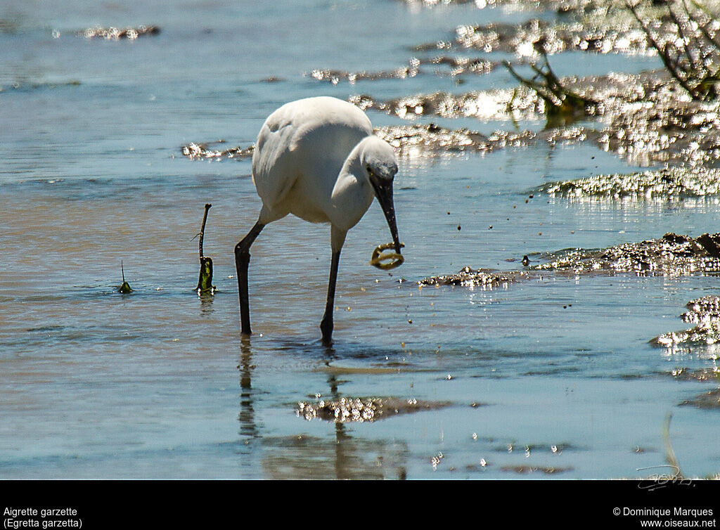 Aigrette garzette, régime