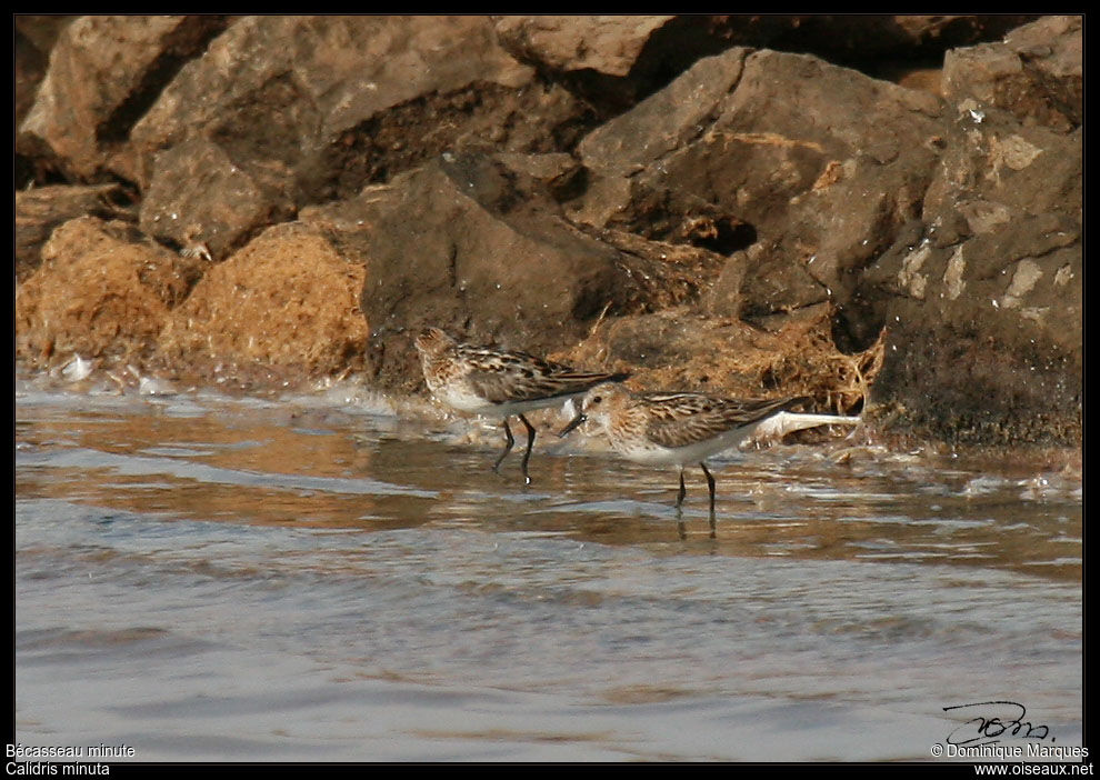 Little Stintadult breeding