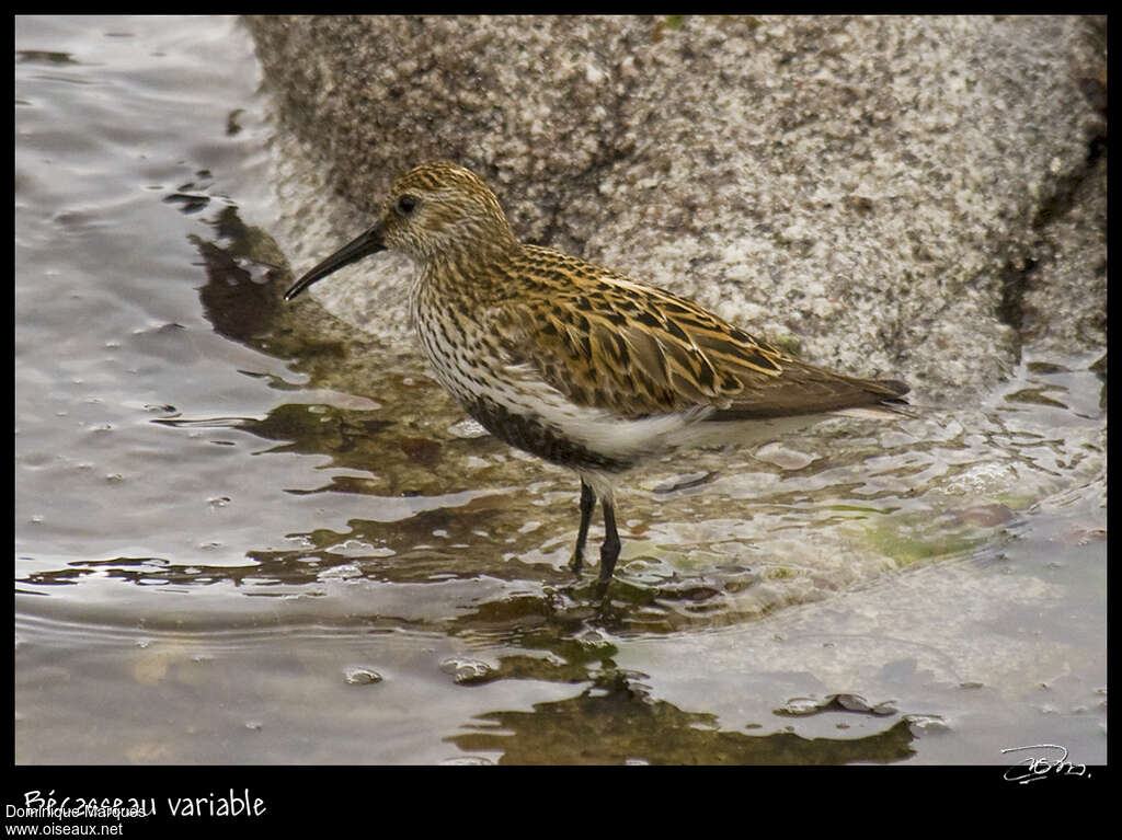 Bécasseau variable1ère année, identification