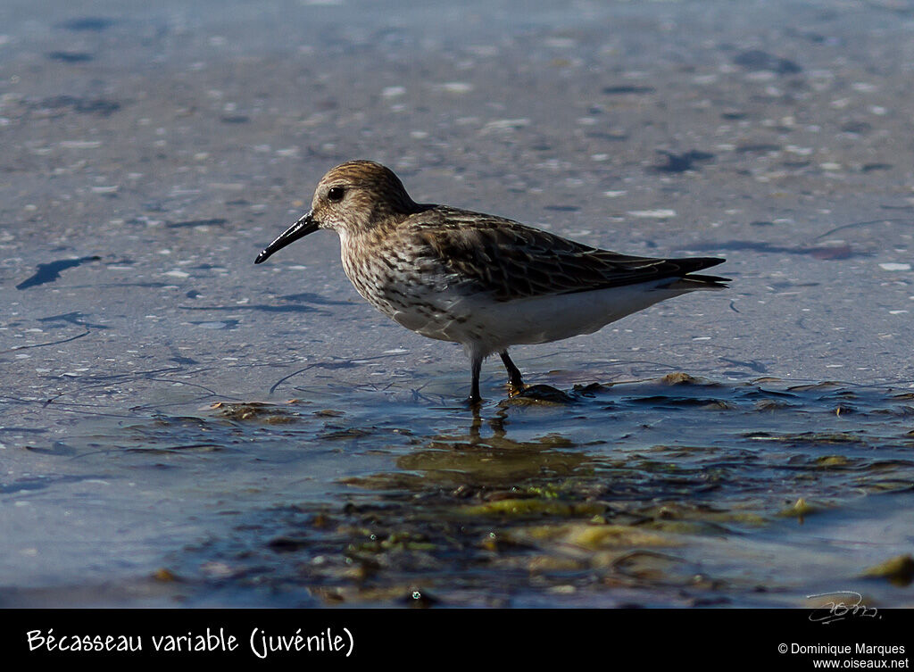 Bécasseau variable1ère année, identification