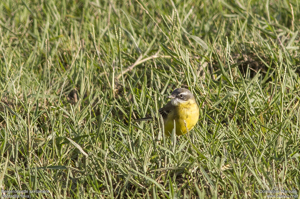 Western Yellow Wagtail male adult post breeding, identification