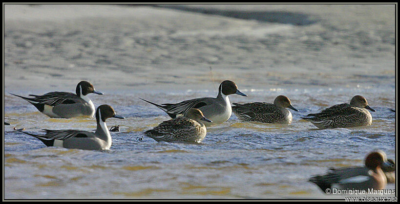 Canard pilet adulte, identification