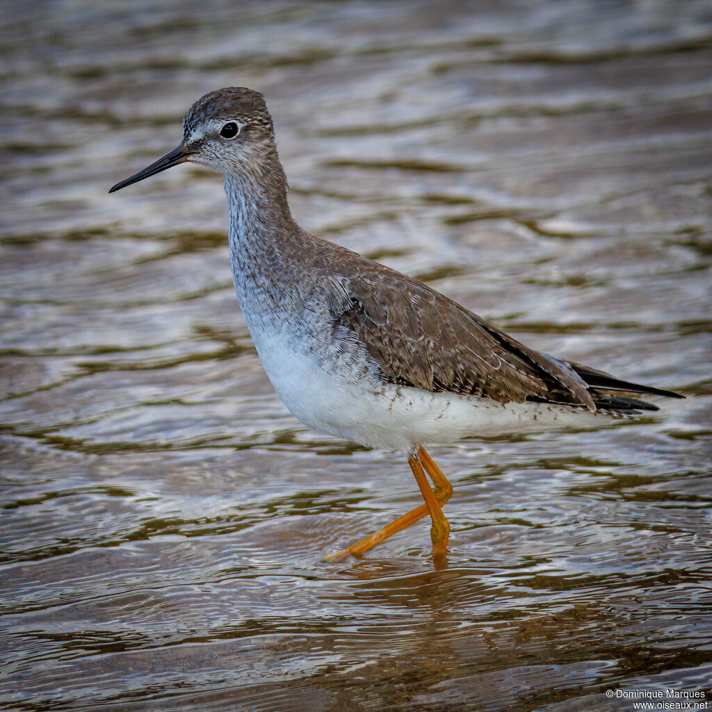 Lesser Yellowlegsadult post breeding, identification