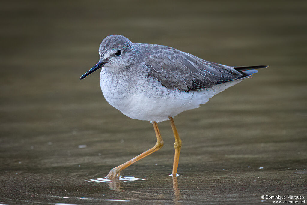 Lesser Yellowlegsadult post breeding, identification