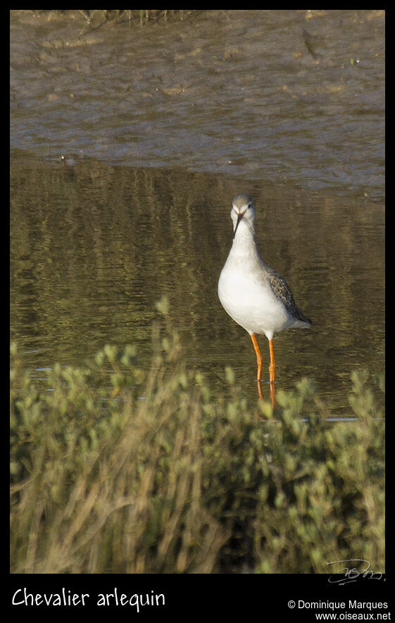 Spotted Redshankadult post breeding, identification