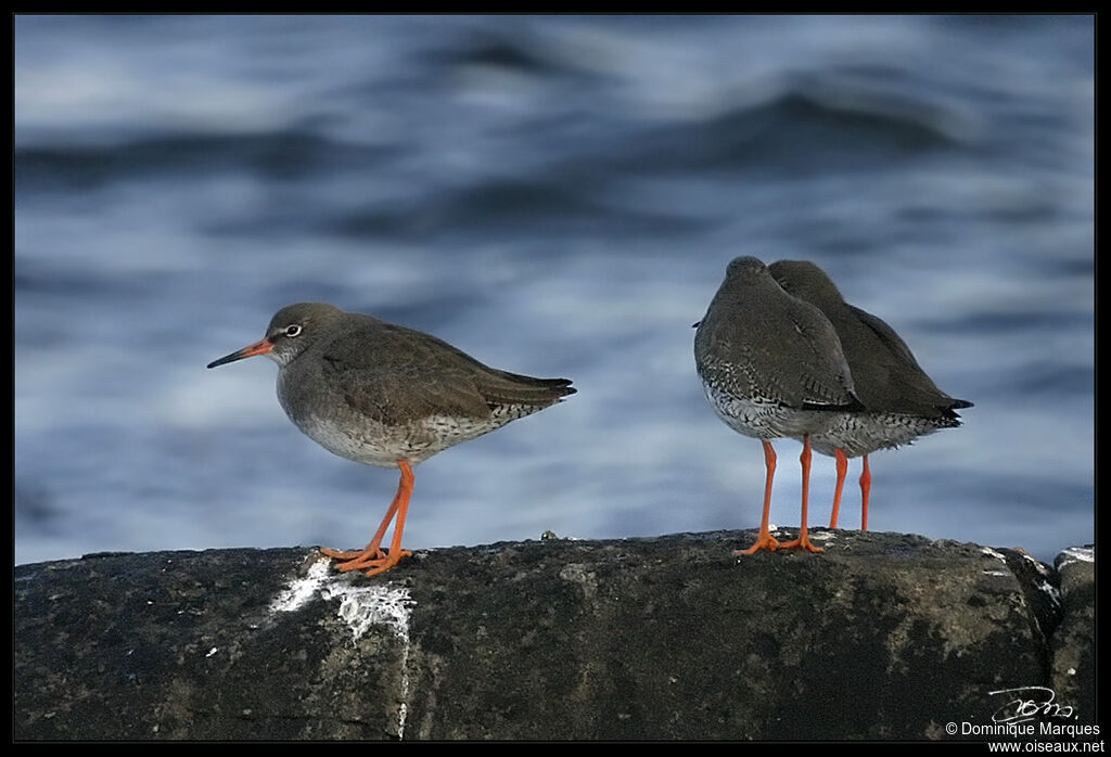 Common Redshankadult, identification