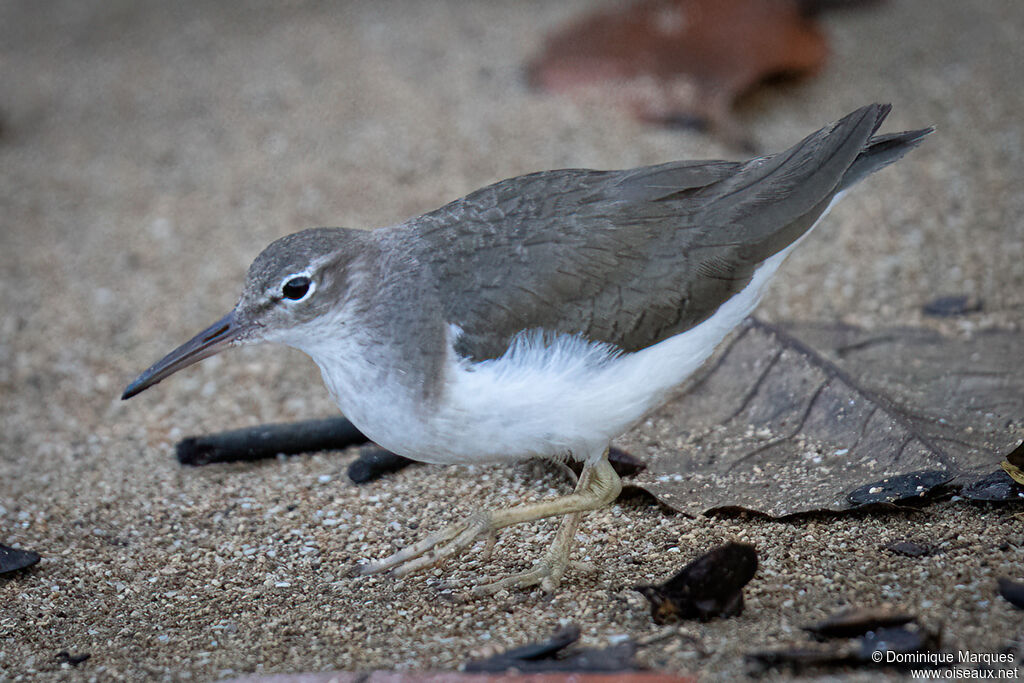 Spotted Sandpiperadult post breeding, identification