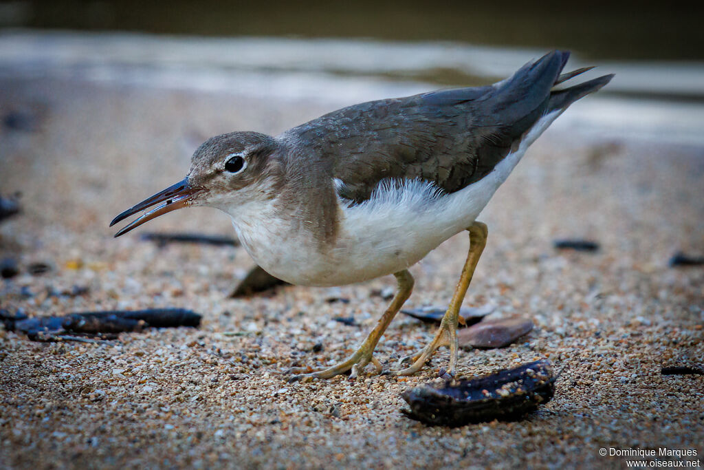 Spotted Sandpiperadult post breeding, identification, eats