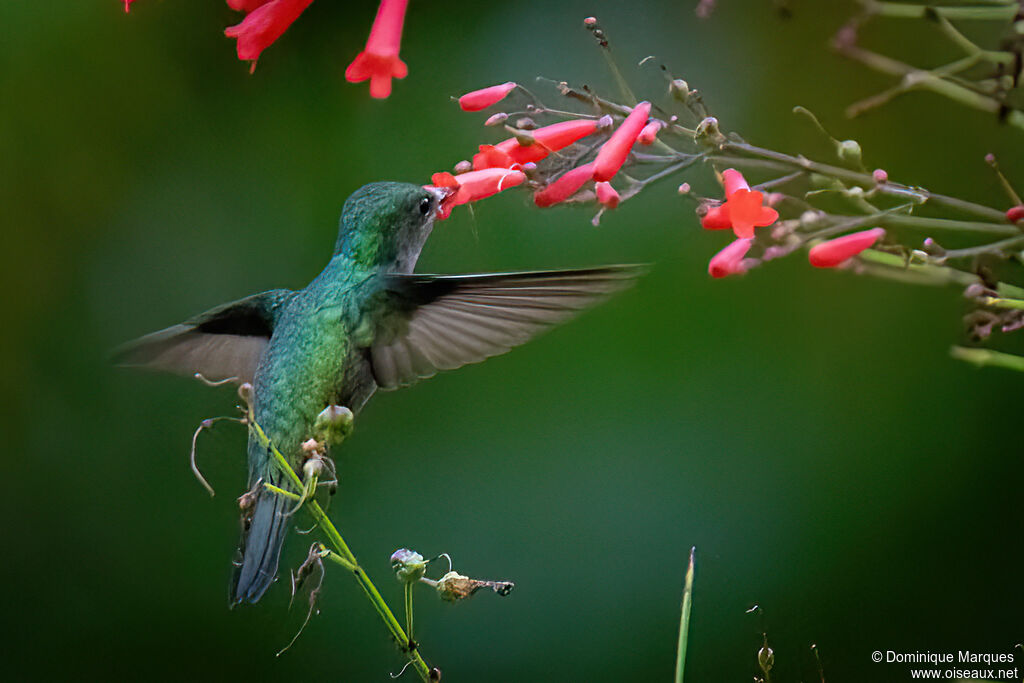 Antillean Crested Hummingbird female adult