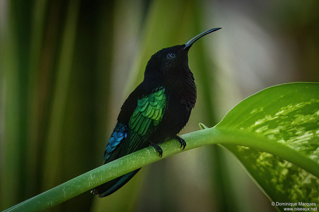 Colibri madèreadulte, identification