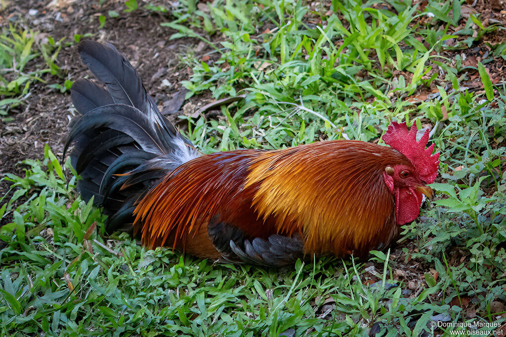 Red Junglefowladult, identification