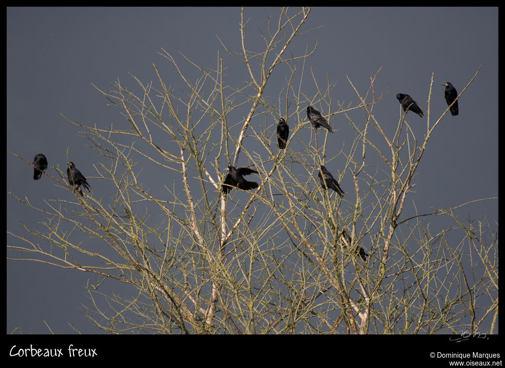 Corbeau freux, identification, Comportement