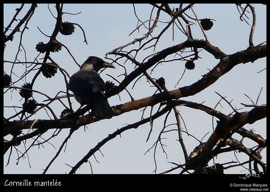 Corneille manteléeadulte, identification
