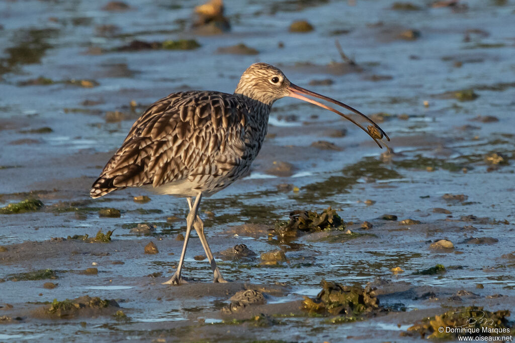 Courlis cendréadulte, pêche/chasse, mange
