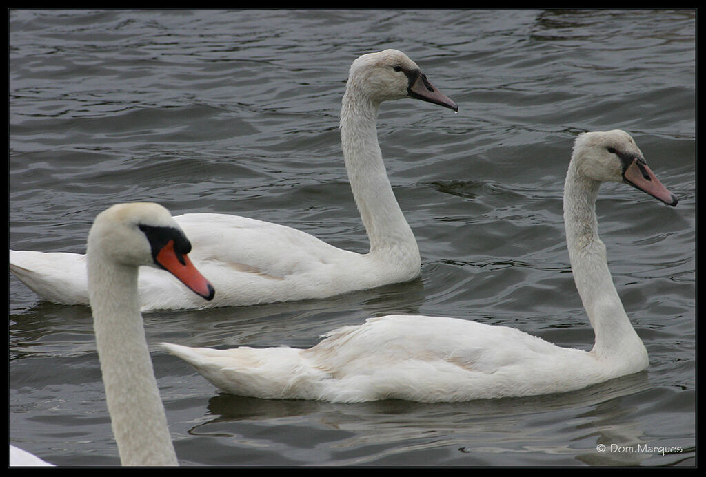 Cygne tuberculé