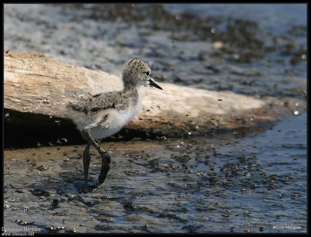 Échasse blancheimmature, identification