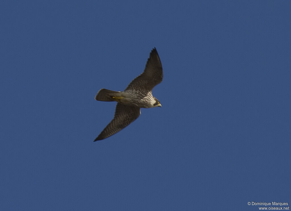 Faucon pèlerinjuvénile, identification