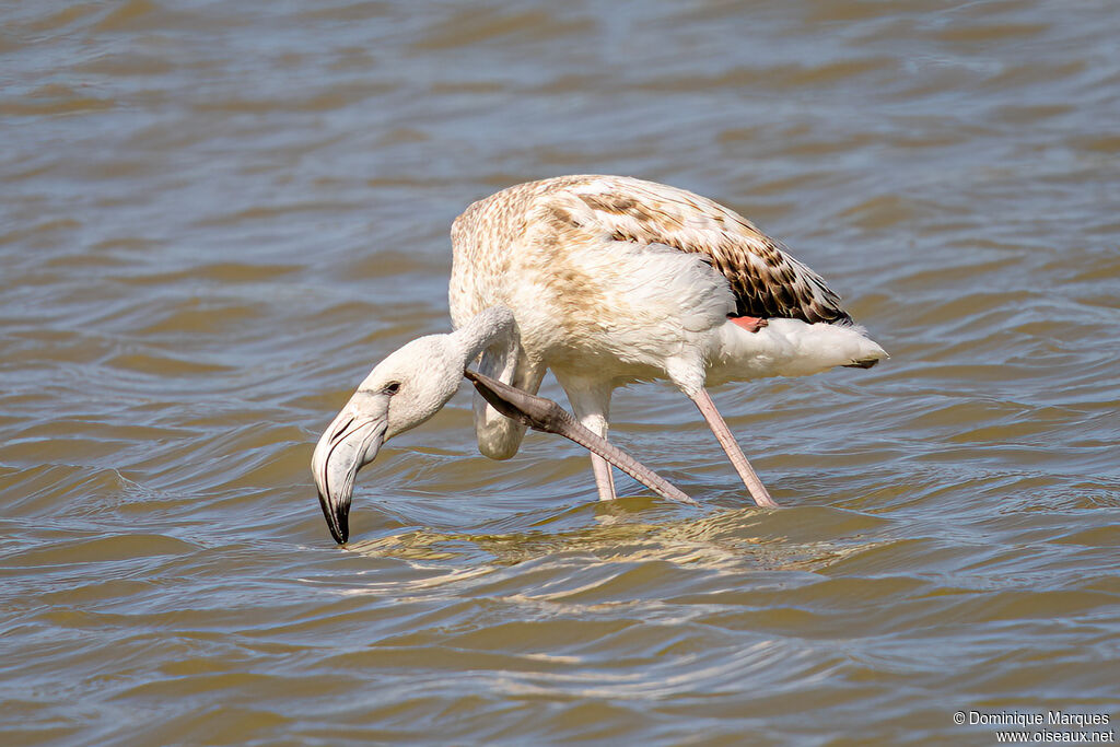 Greater FlamingoFirst year, identification