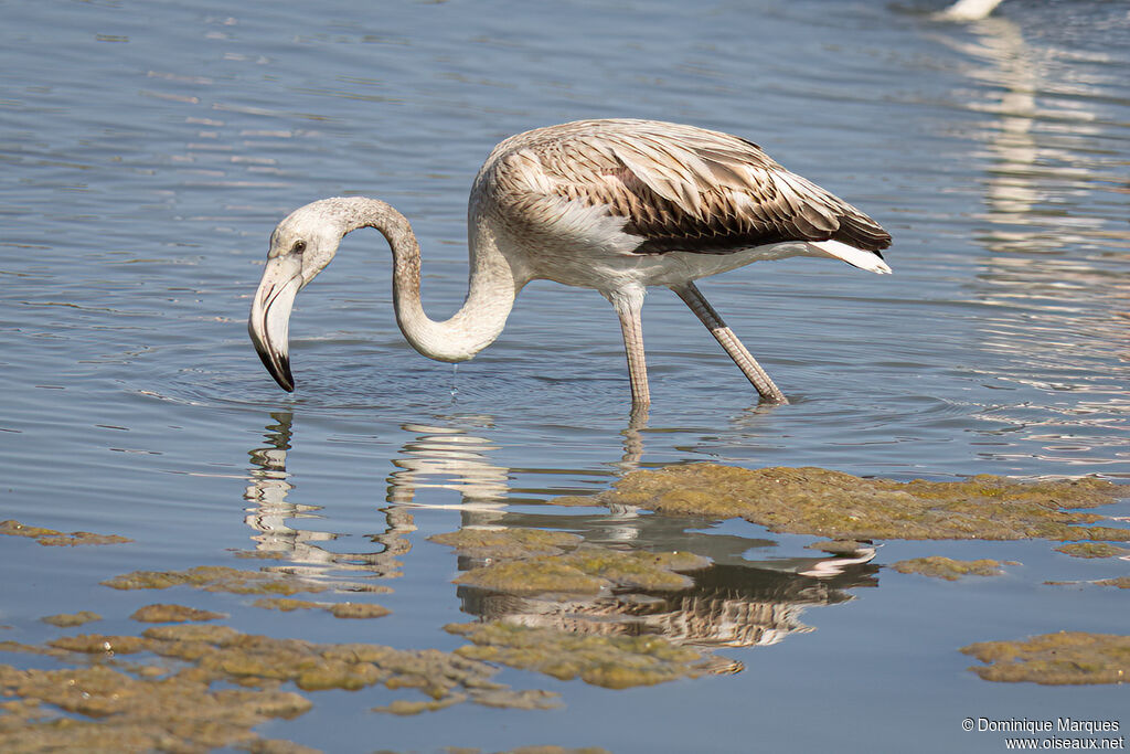 Greater FlamingoFirst year, identification