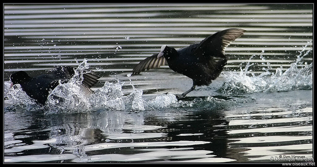 Eurasian Cootadult, Behaviour