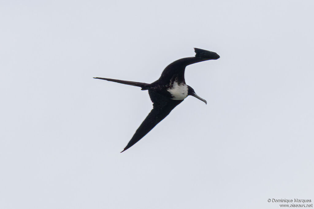 Frégate superbe femelle adulte, identification