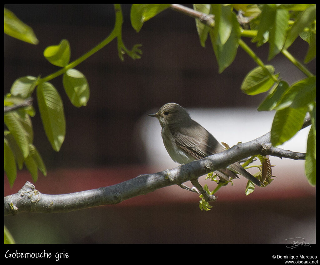 Spotted Flycatcheradult, identification