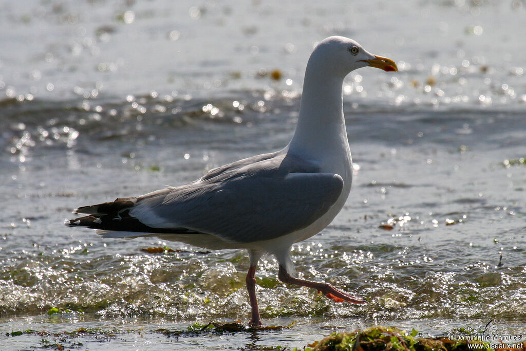 European Herring Gulladult breeding
