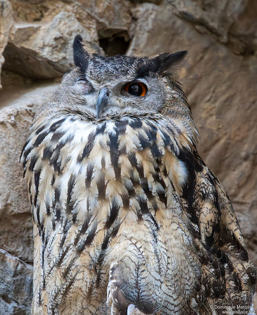 Eurasian Eagle-Owladult, close-up portrait